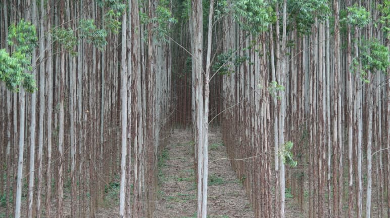 eucalyptus transgéniques