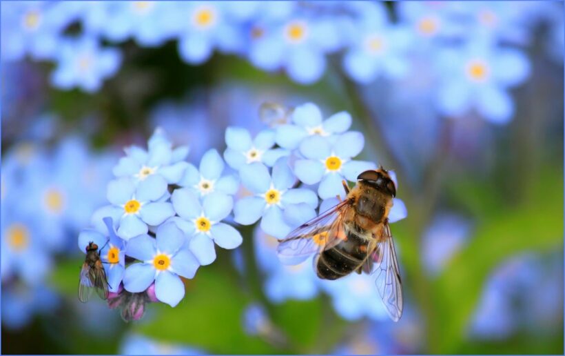 Vorsicht vor Bienenschmaus = grausame Bienenfalle!