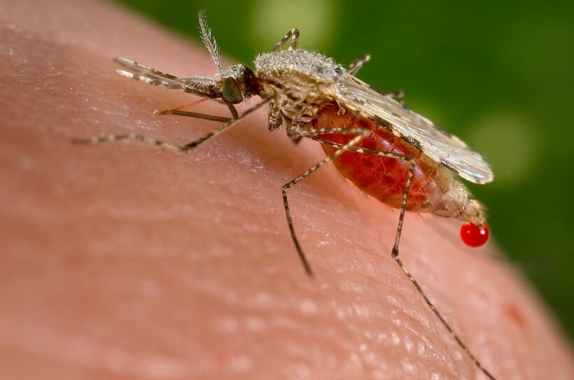 Neuer Malaria-Impfstoff ist bald verfügbar und bahnbrechend