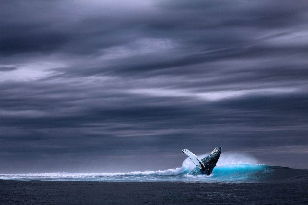 Um Zusammenstöße mit Blauwalen zu verhindern, Kursänderung