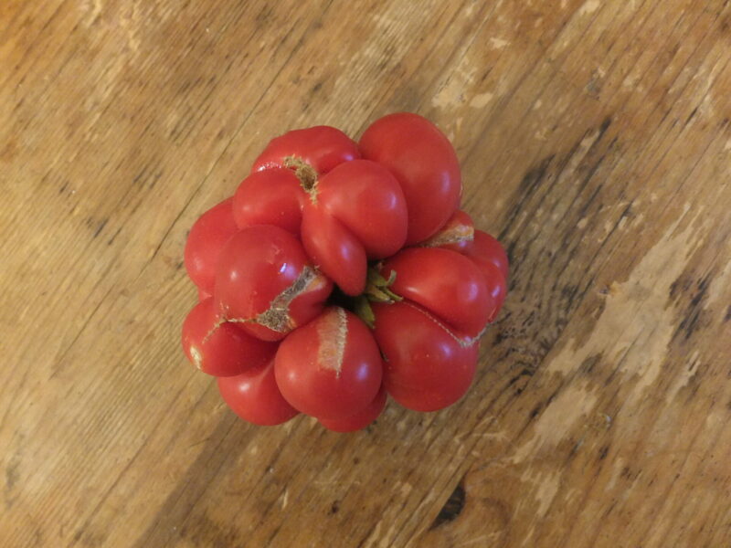Variété de tomate