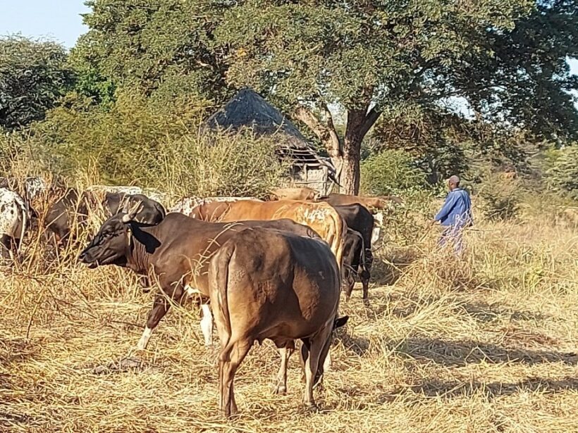 According to traditional beliefs, one’s wealth is measured by the number of herds of cattle you own. Herding cattle is a man’s everyday chore.