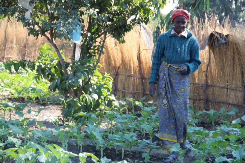 A backyard garden is a must-have for families. It supplements their diet and income as well as promoting food security at household level. Tending to gardens is the responsibility of women and children.