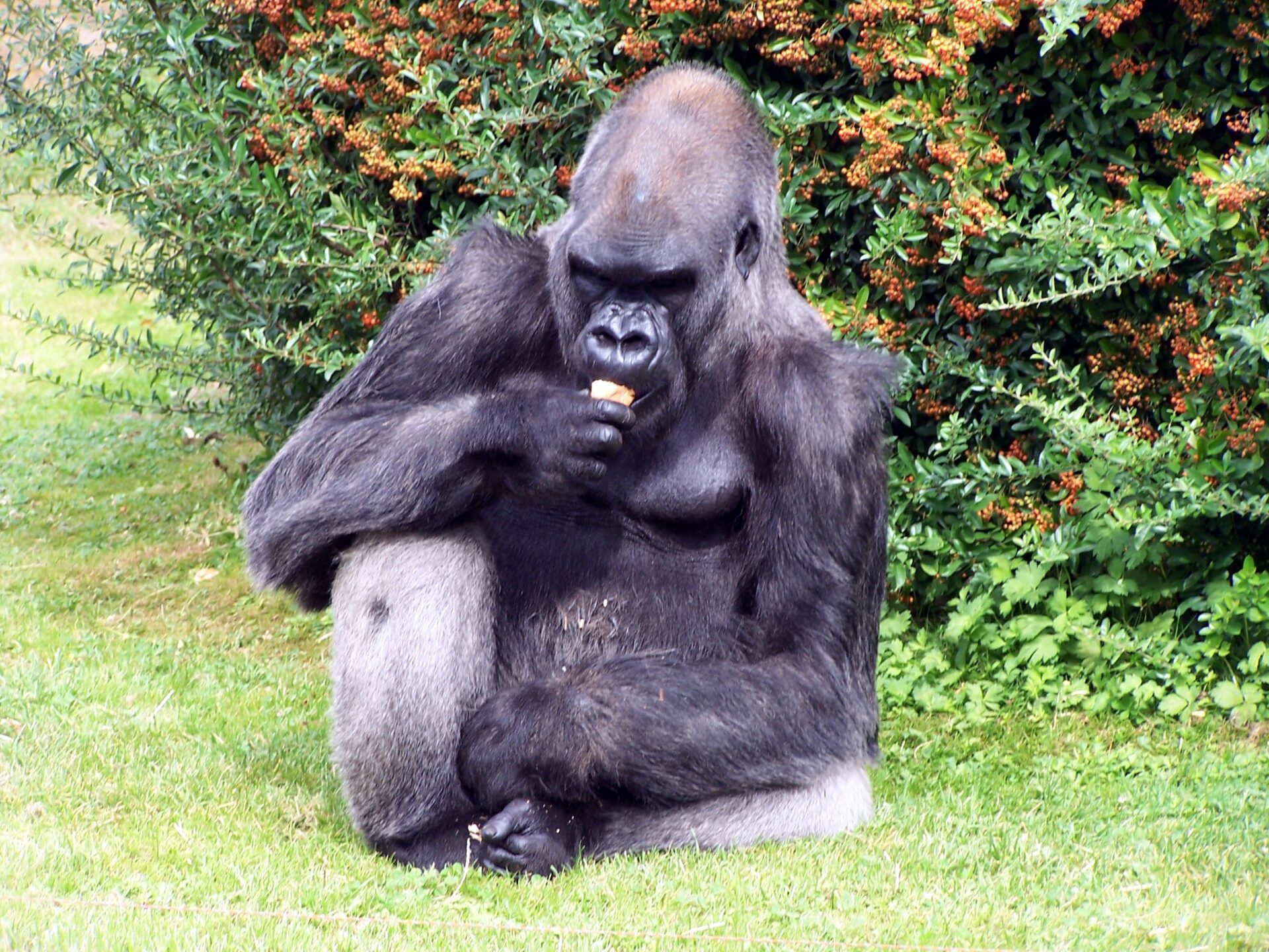 The Precarious Existence of Critically Endangered Gorillas