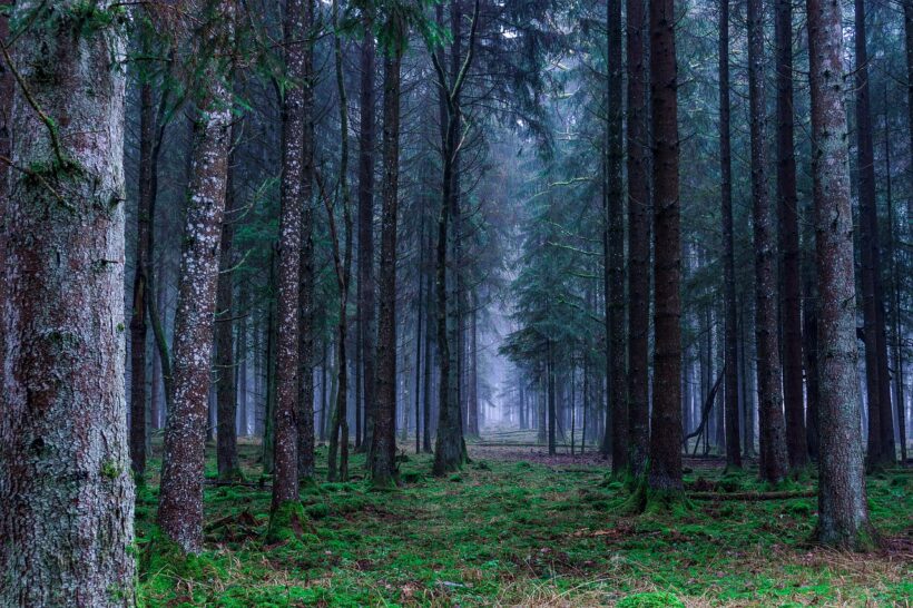 Lebendiger gesunder Waldboden als Basis für den Zukunftswald