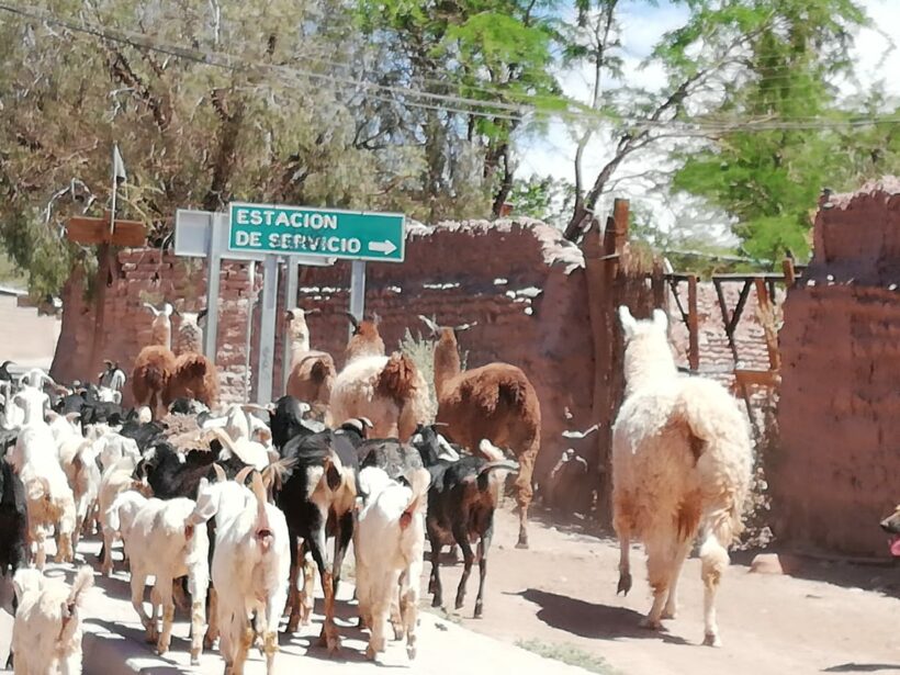 Humanismo universalista y derechos animales