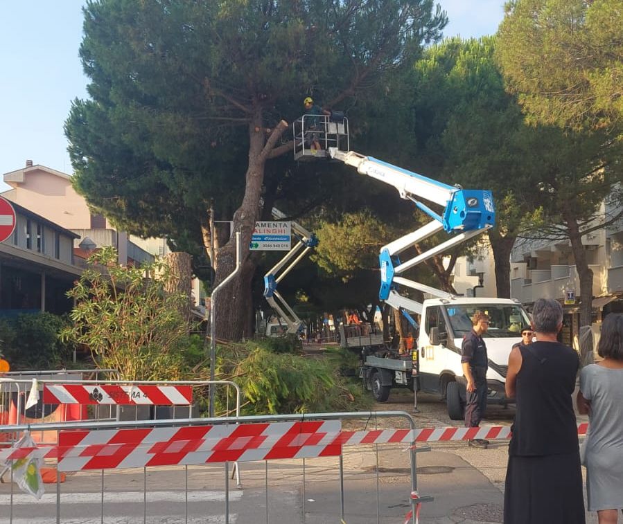 abbattimento dei pini