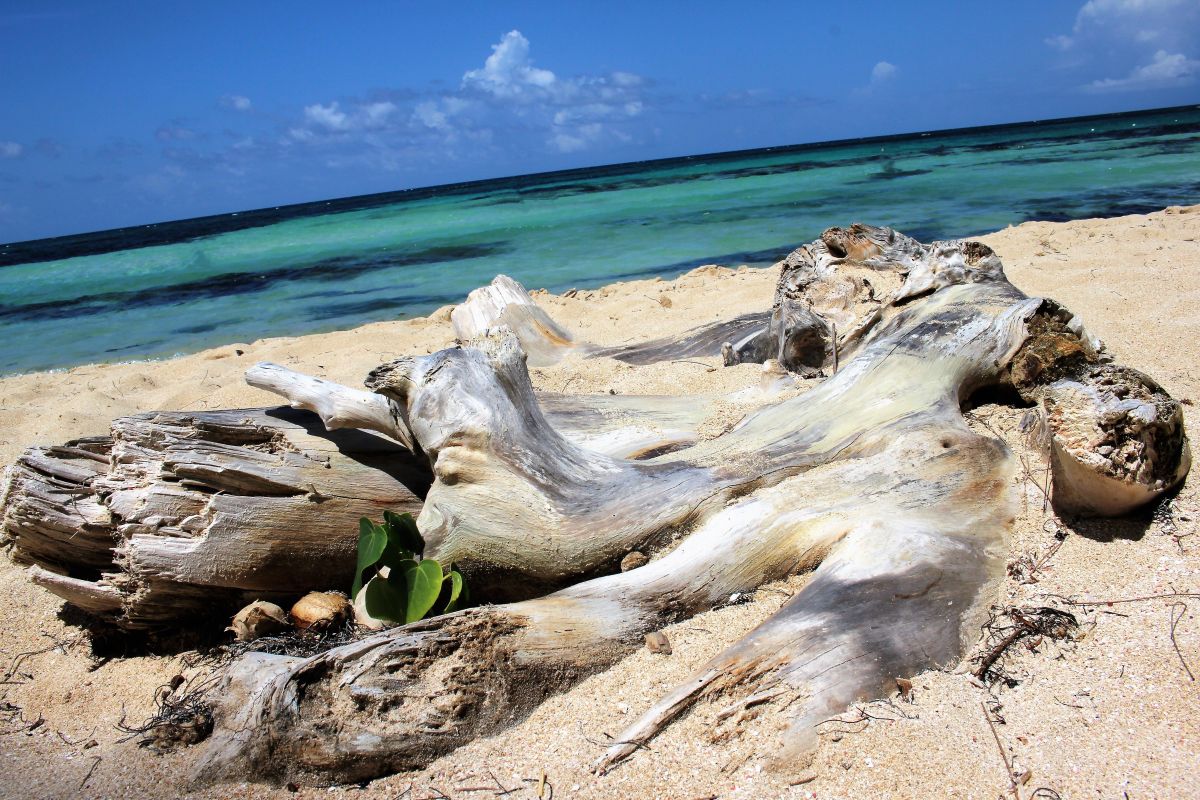 Tronchi levigati dal mare su una spiaggia della Giamaica, con il mare turchese e il cielo sereno prima dell’arrivo della tempesta.