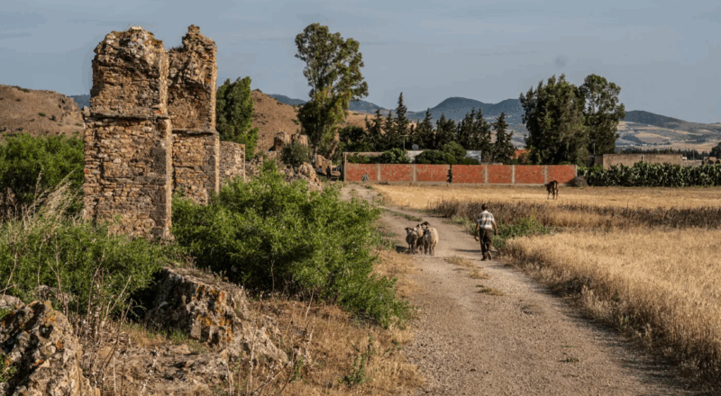 Ökozid in Palästina: Warum die Aufbewahrung von Saatgut ein politischer Akt ist