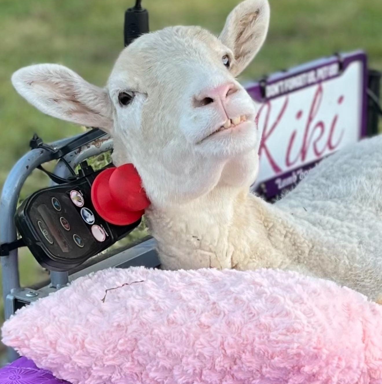 ¿Será un cyborg, la oveja Kiki que conduce una silla de ruedas?