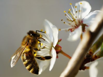 Nahaufnehme einer Biene auf einer Blüte