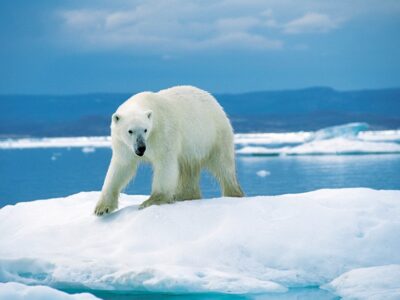 Crédit: Wikipédia, l’ours blanc est le plus gros carnivore terrestre de la planète. Il vit sur la glace de mer et les zones côtières de l’Arctique, une bonne partie de la population se trouve au Canada. En 1991, l’espèce a été classée dans une catégorie de risque plus élevé.