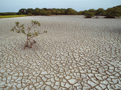 Drought. Lone mangrove in parched land. French Guiana. Source: Wikimedia Commons,
