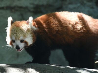 Red panda, Taronga Zoo, Sydney.  Wikimedia Commons