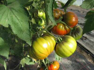 Une vraie tomate ne pousse qu'en été, sans chauffage