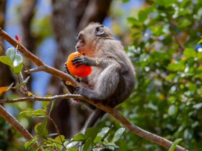 Langschwanzmakake, der auf Mauritius Früchte isst (Bild von wirestock auf Freepik)