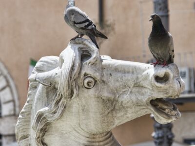 Pigeons et chevaux n'ont pas été épargnés dans les conflits.