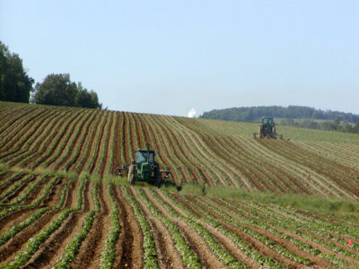 agricoltura-campo-di-patate