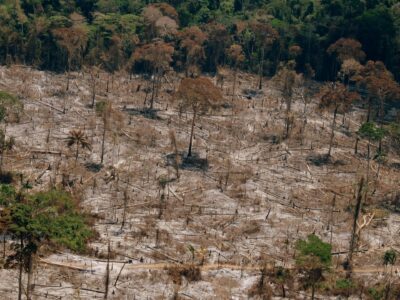 Amazon rainforest area after the removal of the most precious wood and after the deforestation and burning stages. Date:	9 September 2019, 12:49:42. Author:	Erick Caldas Xavier. Wikimedia Commons.