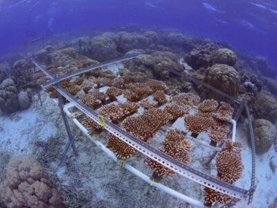 For the first time, researchers have selectively bred adult corals to be tolerant to intense marine heat waves.