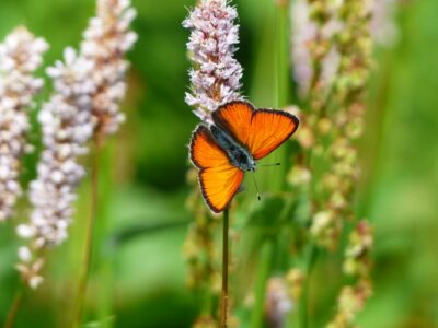 COP16-Verteidigung-bioligische-Vielfalt-Regeneration