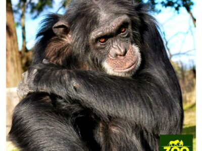 Imagen página zoo de Luján.