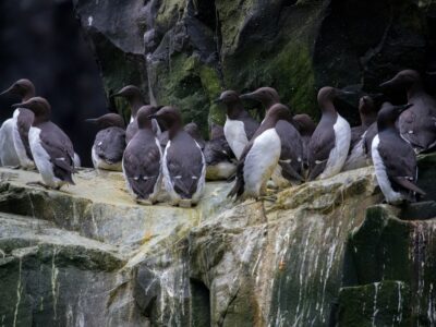 Common murres clustered together on a cliff ledge at Alaska Maritime National Wildlife Refuge on July 30, 2019.