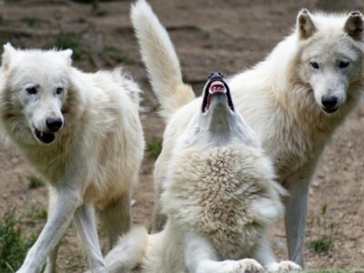 wolf and lamb