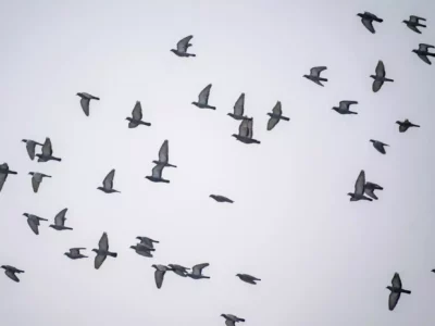 Peace Doves — this time over Helsinki.