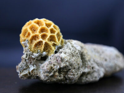 Corals from Tis Beach, Chabahar, Iran
There are so many beautiful things in Chabahar coastline, Iran country - Photo by: Safa Daneshvar. Wikimedia Commons.