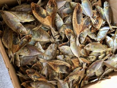 Today's dried Rabbit Fish are smaller.