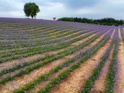 Photo aérienne prise par drone le 11 juillet 2024 montre un jardin écologique en bordure du désert de Maowusu à Yinchuan, dans la région autonome hui du Ningxia, au nord-ouest de la Chine. Des efforts ont été déployés pour convertir certaines terres désertifiées en jardin écologique à Yinchuan, où des plantes ornementales sont cultivées dans le cadre d'un plan de promotion du tourisme local.